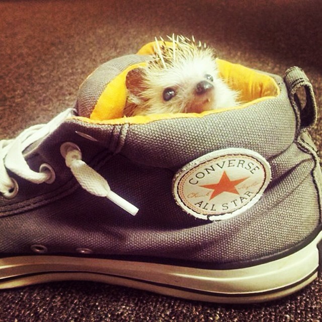 converse gentleman_wolf